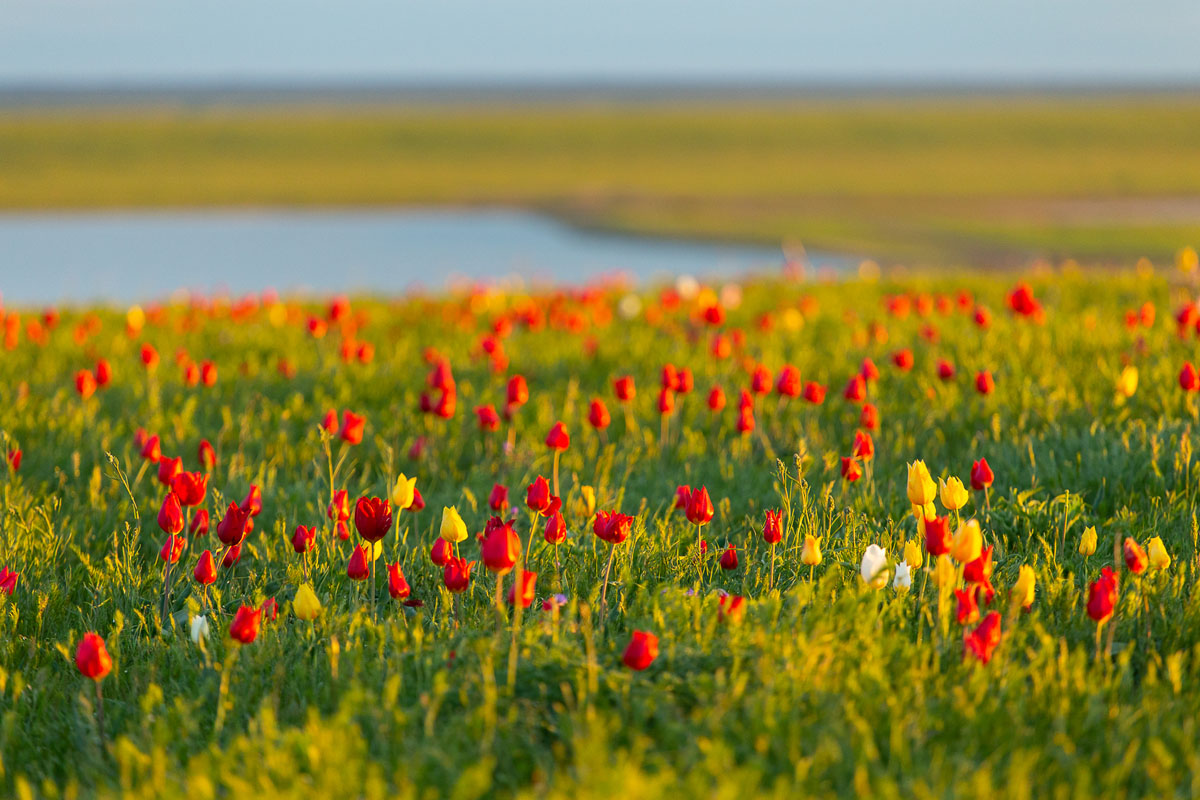 Степи Калмыкии